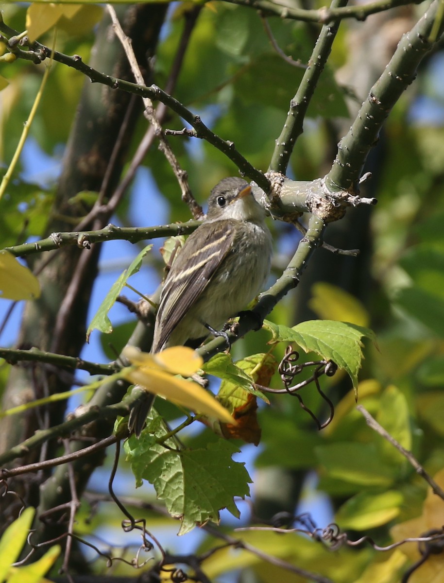 tyranovec malinký - ML642015682