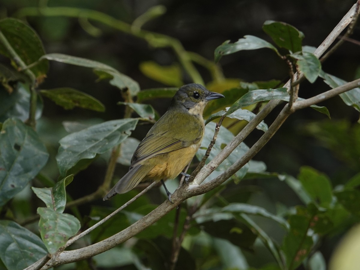 Fulvous-crested Tanager - ML642015689