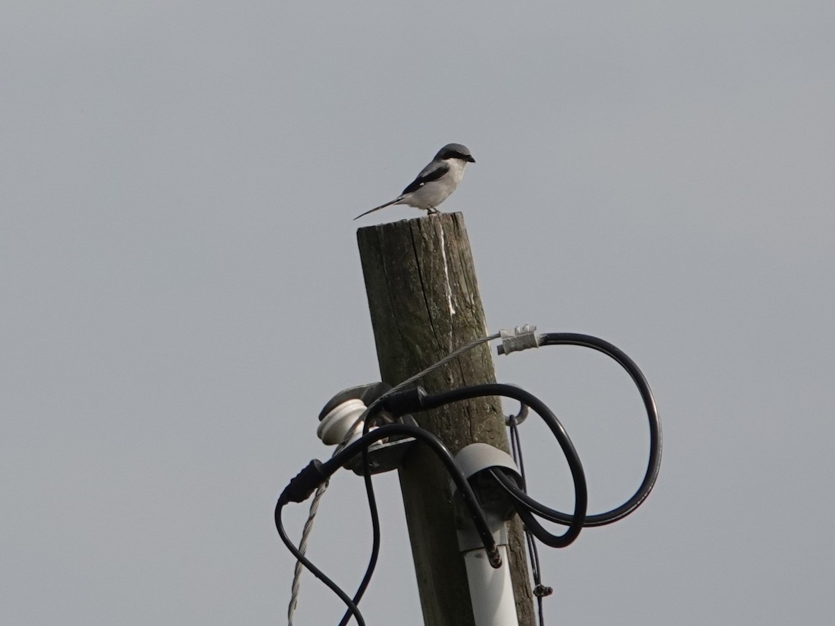 Loggerhead Shrike - ML642015692
