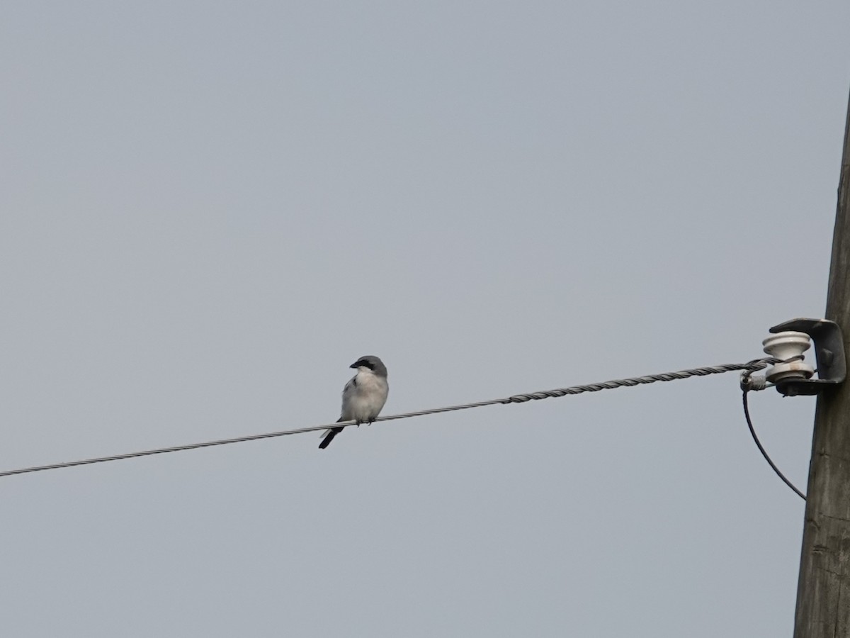 Loggerhead Shrike - ML642015693
