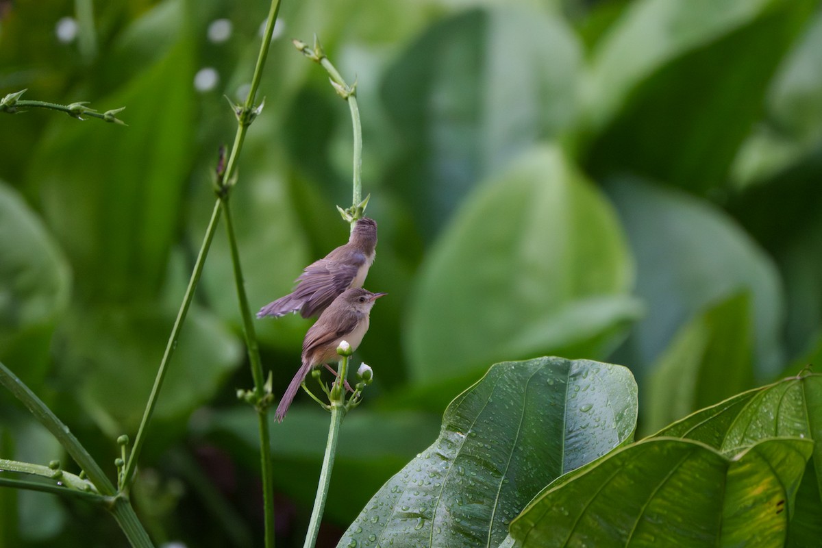 Plain Prinia - ML642015700