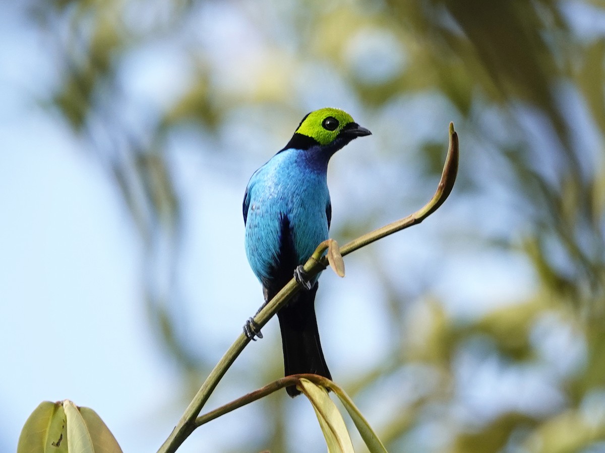 Paradise Tanager - ML642015702