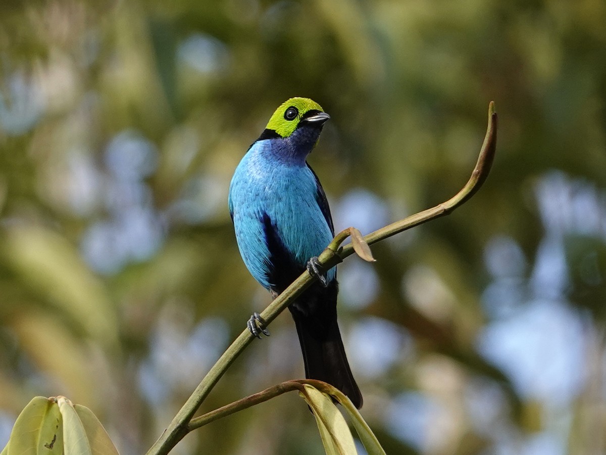 Paradise Tanager - ML642015703