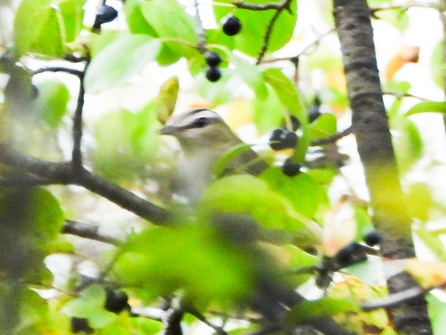 Red-eyed Vireo - ML642015707