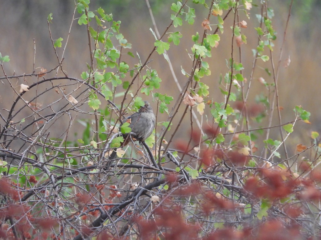 California Towhee - ML642015723