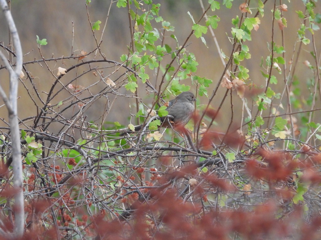 California Towhee - ML642015724