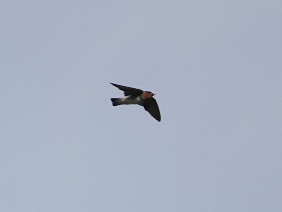 Cliff Swallow - ML642015730