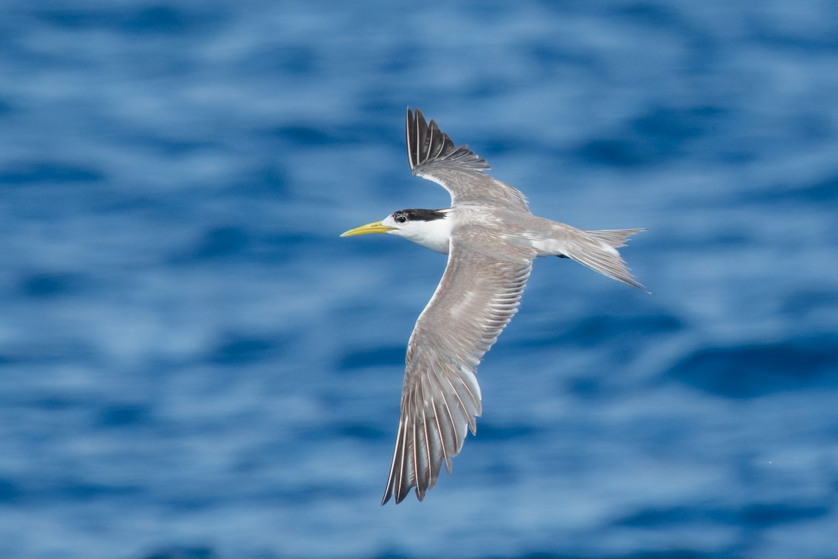 Great Crested Tern - ML642015733