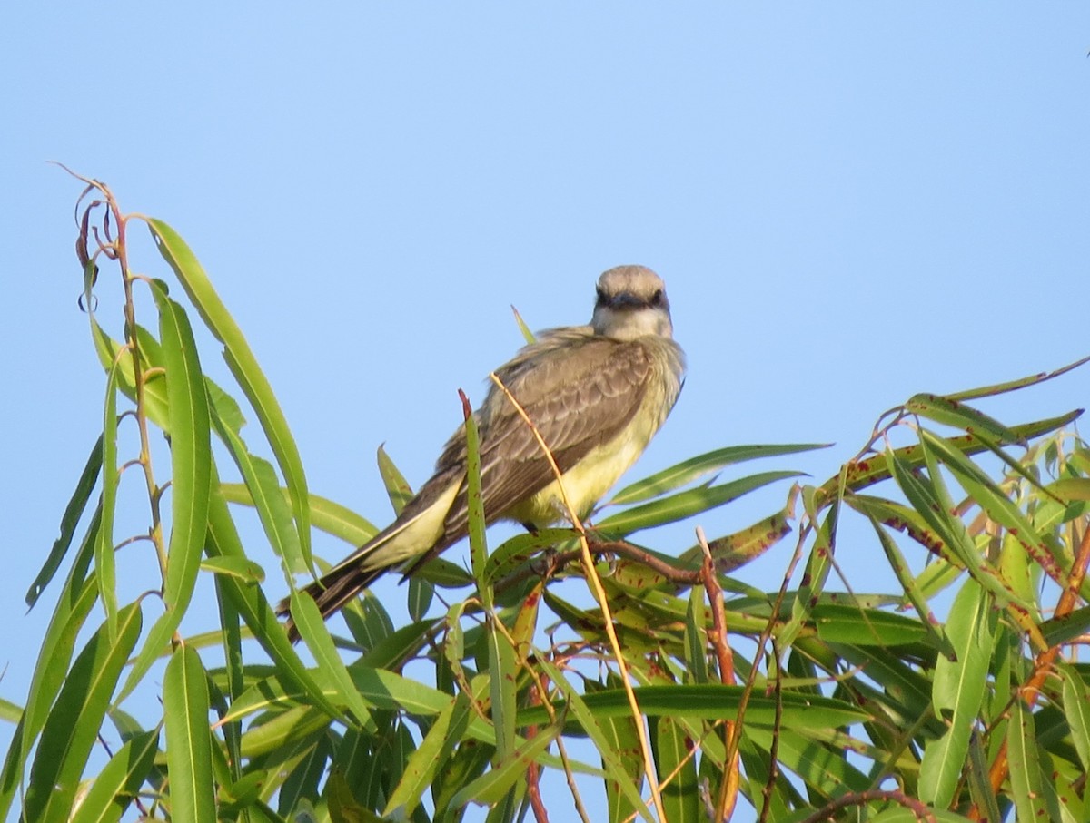Western Kingbird - ML642015734