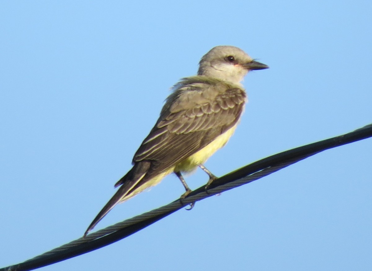 Western Kingbird - ML642015735