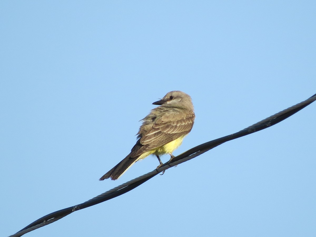Western Kingbird - ML642015736