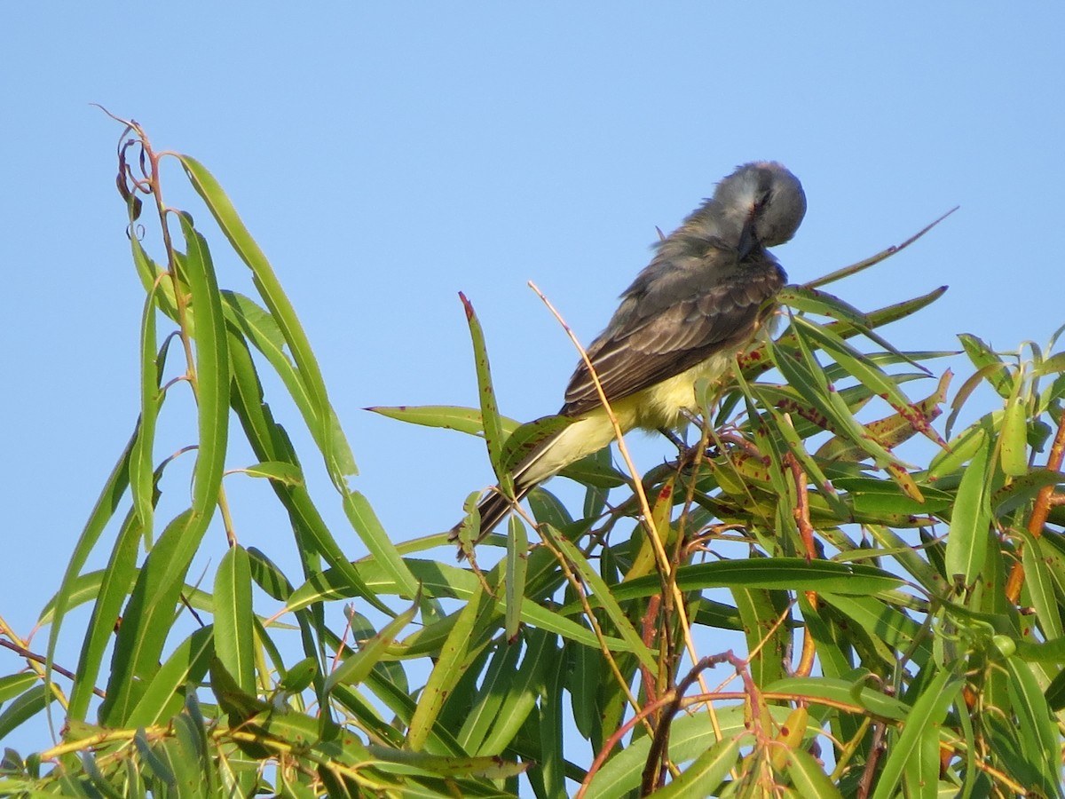 Western Kingbird - ML642015737