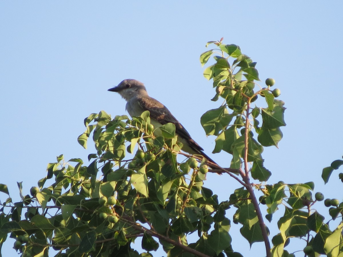 Western Kingbird - ML642015738