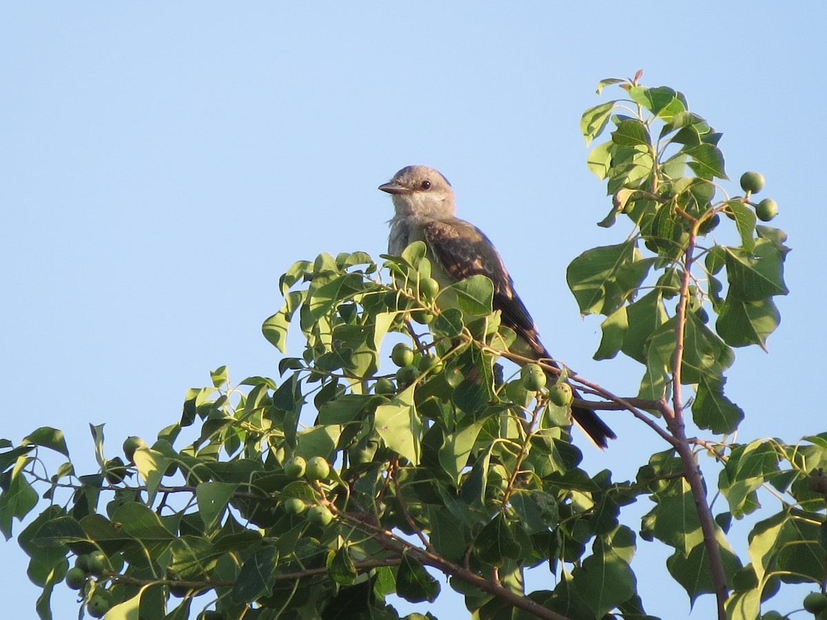 Western Kingbird - ML642015739