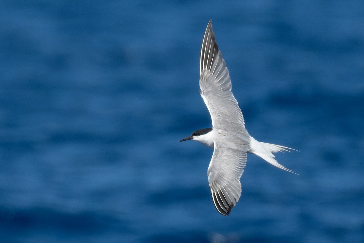 Common Tern - ML642015748