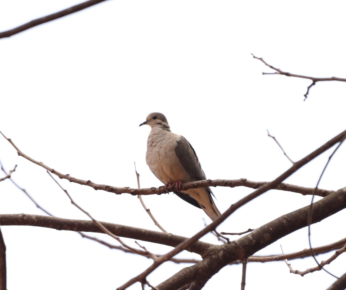 Eared Dove - ML642015750