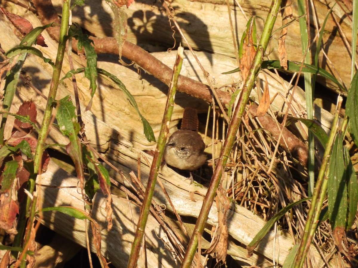 Northern House Wren - ML642015755