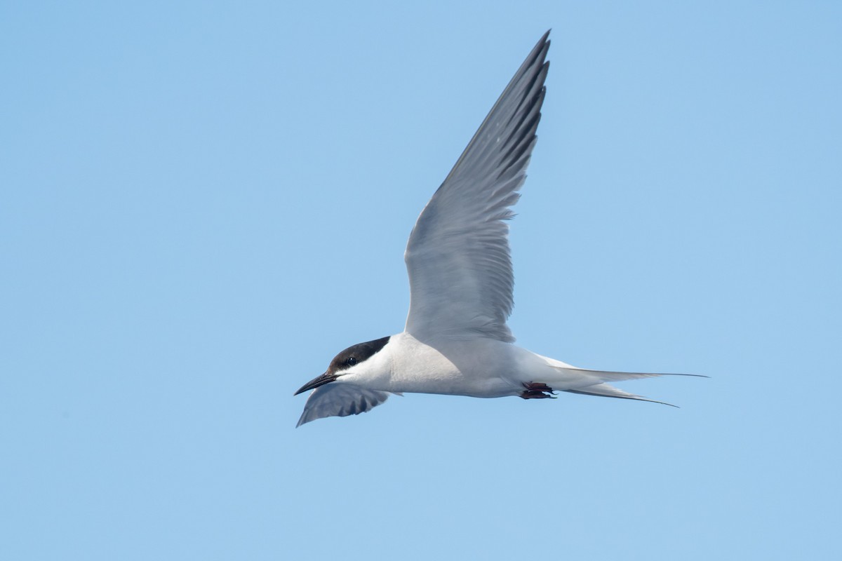 Common Tern - ML642015771