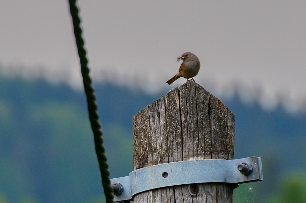 Dunnock - ML642015772