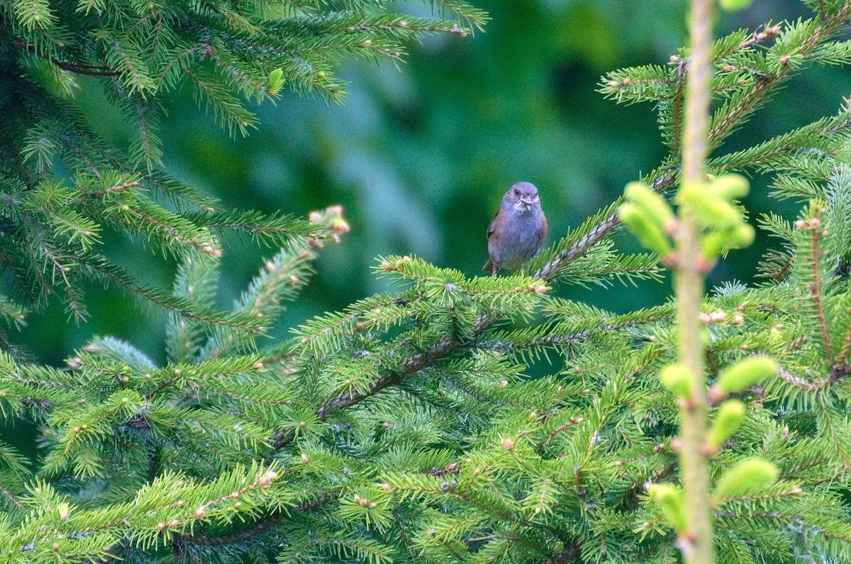 Dunnock - ML642015773