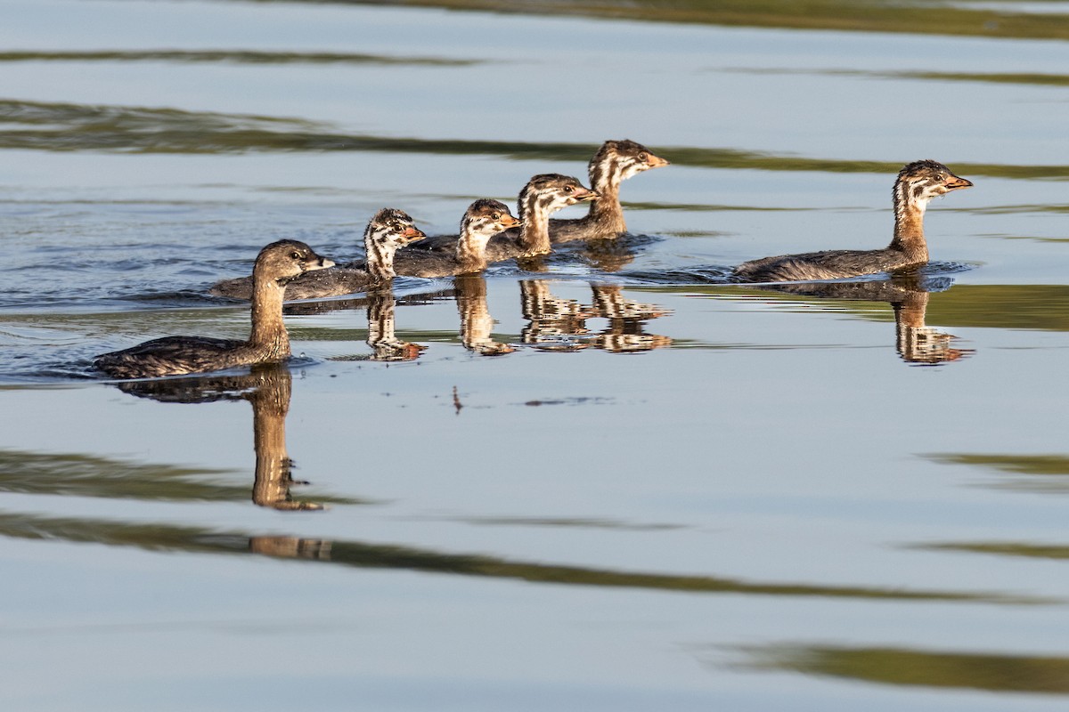 Pied-billed Grebe - ML642015784
