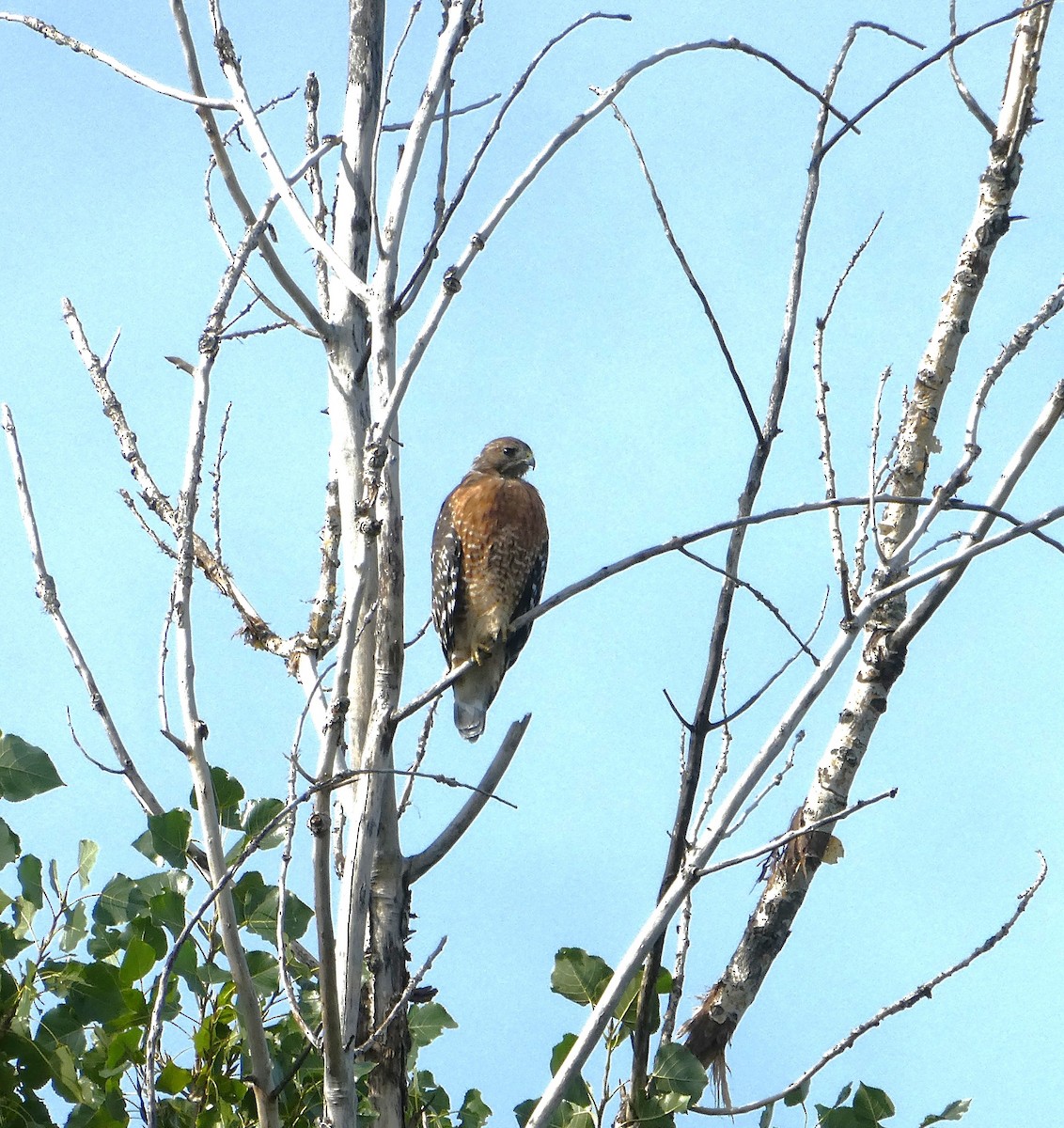 Red-shouldered Hawk - ML642015798