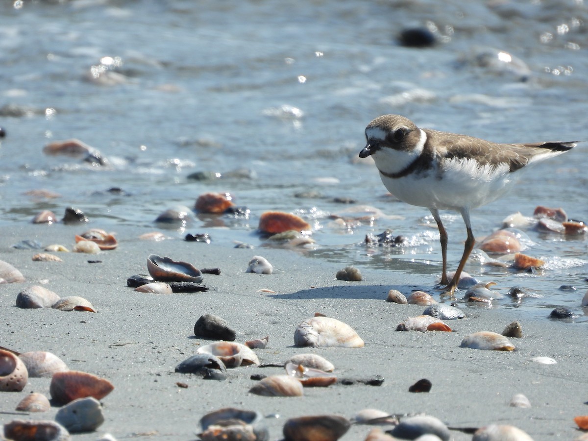 Semipalmated Plover - ML642015799