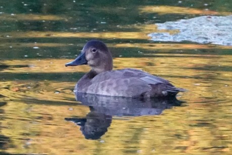 Common Pochard - ML642015800