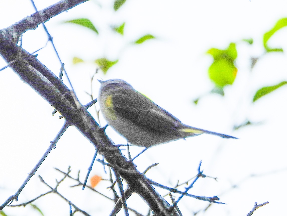 American Redstart - ML642015804