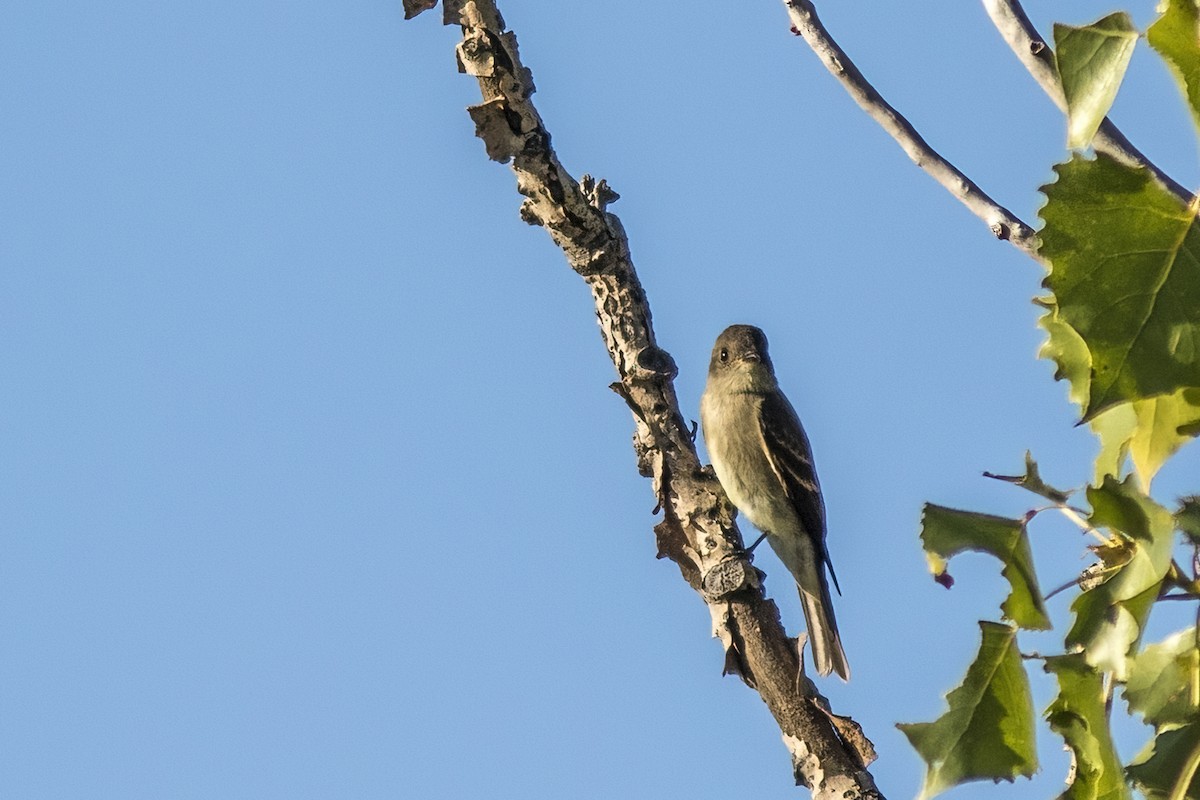 Blasskehl-Schnäppertyrann - ML642015805