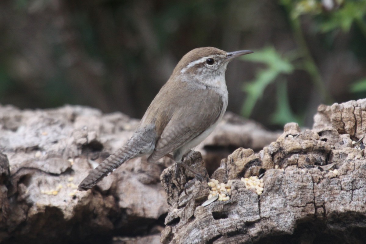 Troglodyte de Bewick - ML642015811