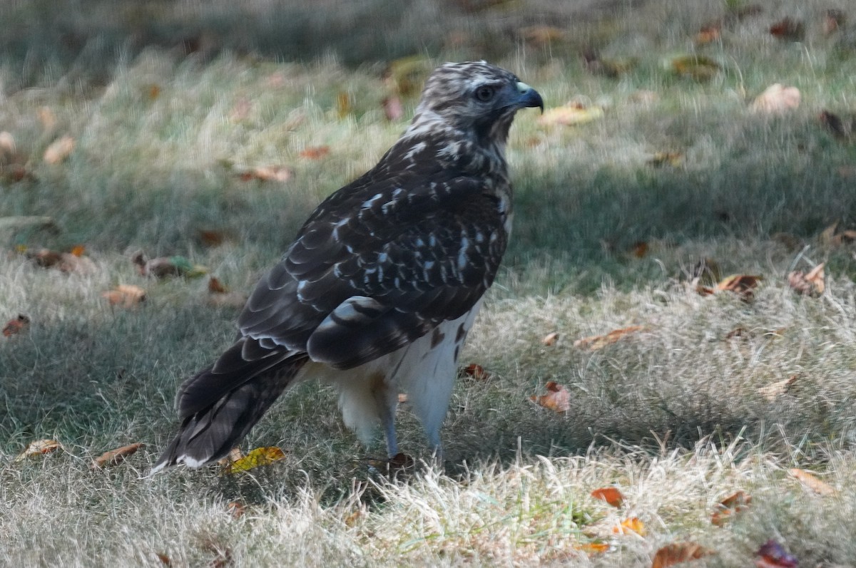 Red-shouldered Hawk - ML642015814