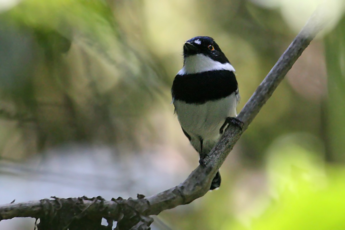 Rwenzori Batis - ML642015826