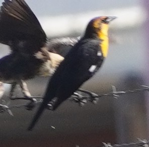 Yellow-headed Blackbird - ML642015829