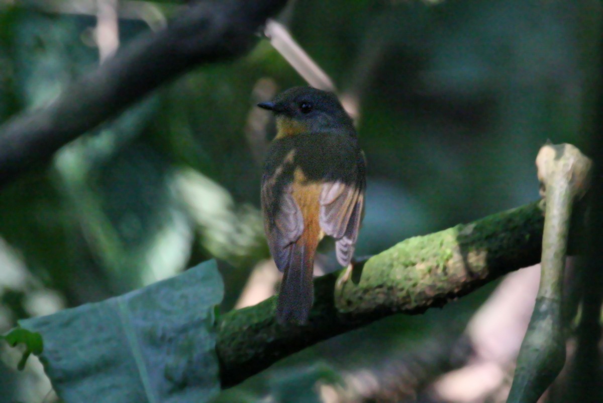 Equatorial Akalat - ML642015844