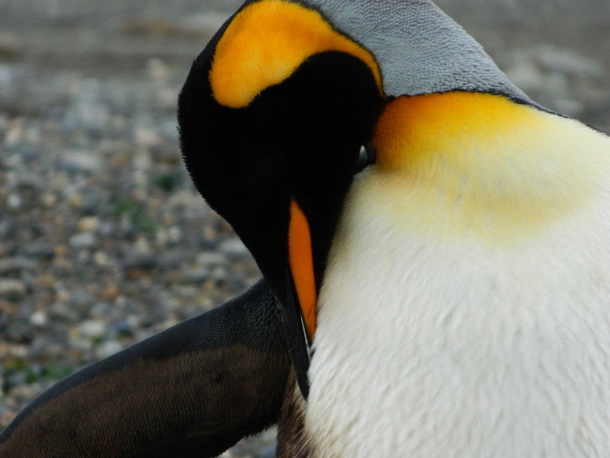 King Penguin - ML642015845
