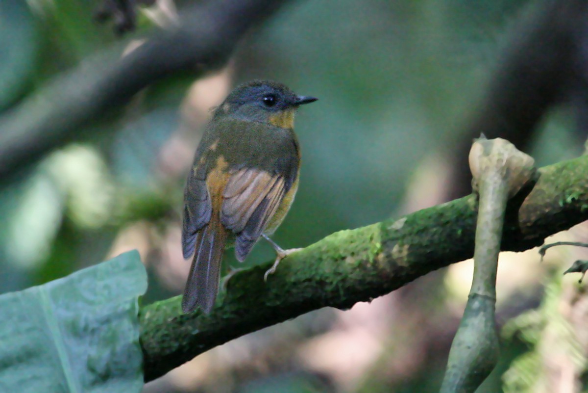 Equatorial Akalat - ML642015846