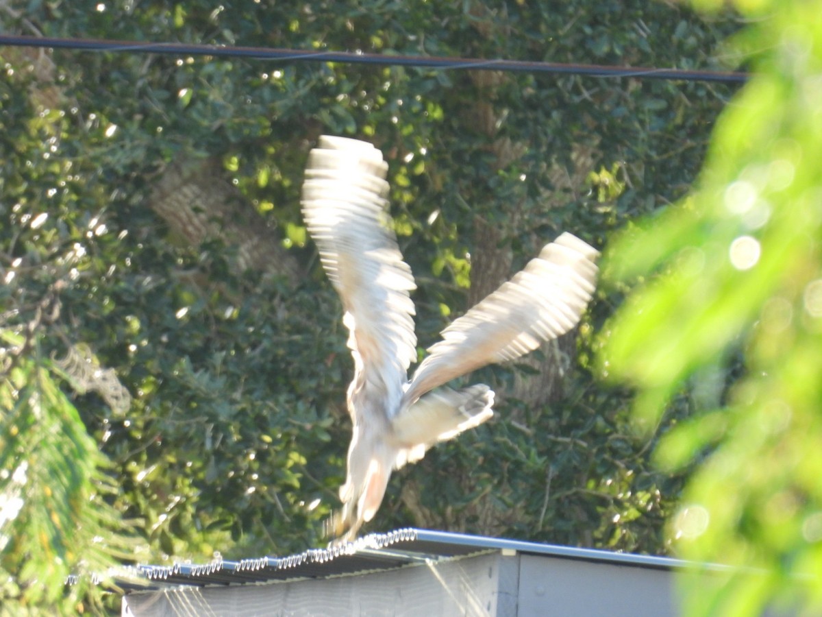 Red-shouldered Hawk - ML642015847