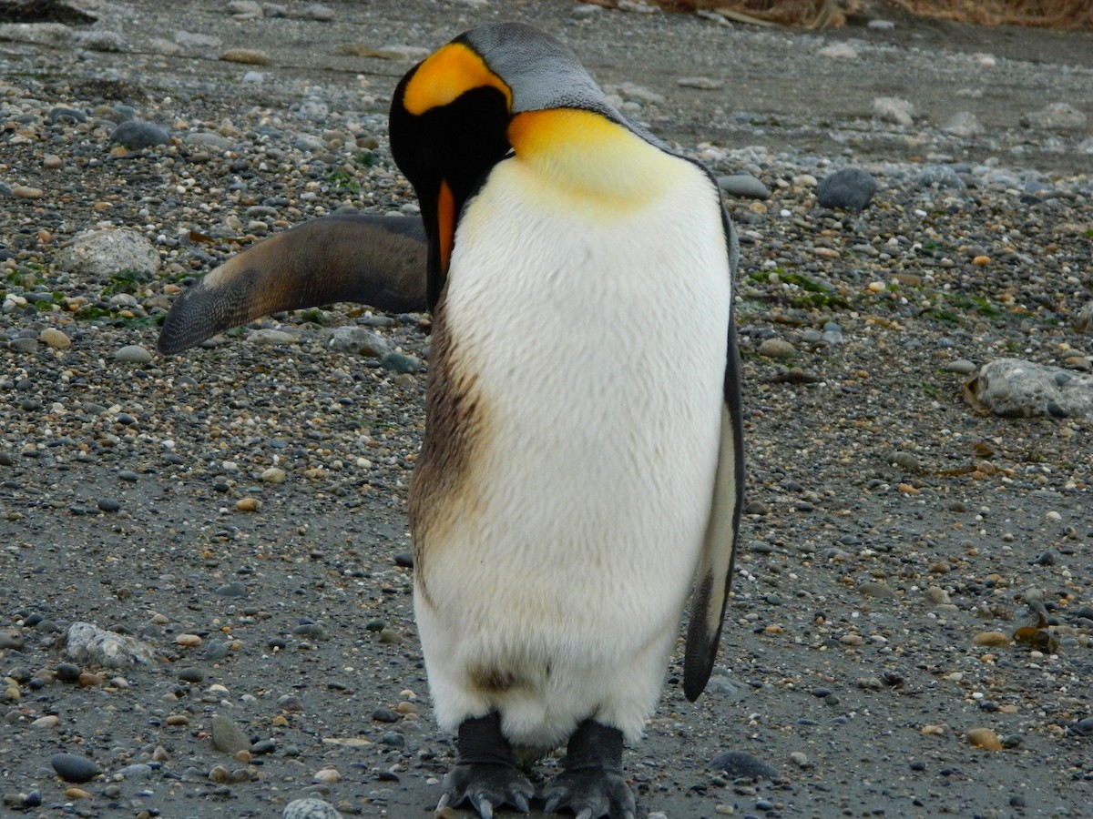 King Penguin - ML642015848