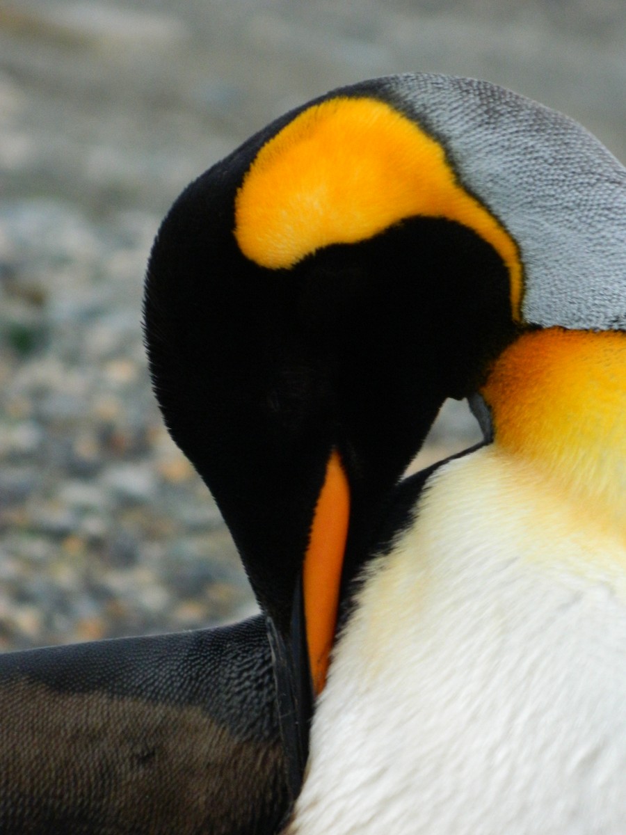 King Penguin - ML642015852