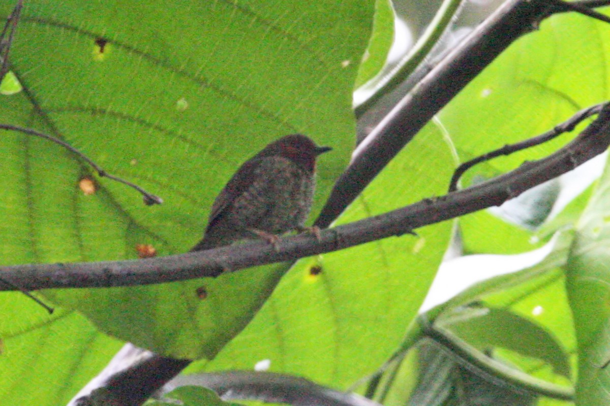 Jameson's Antpecker - ML642015854