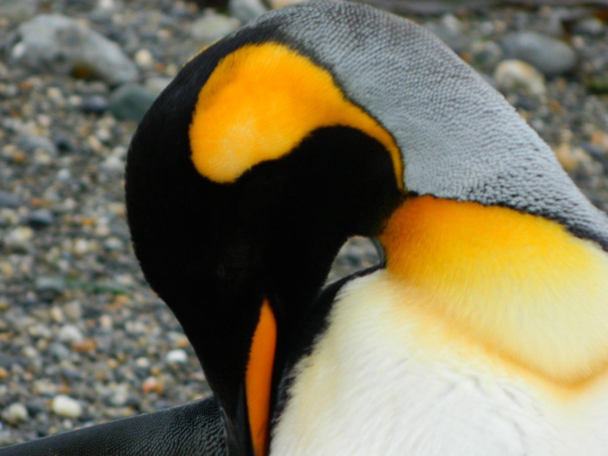 King Penguin - ML642015857