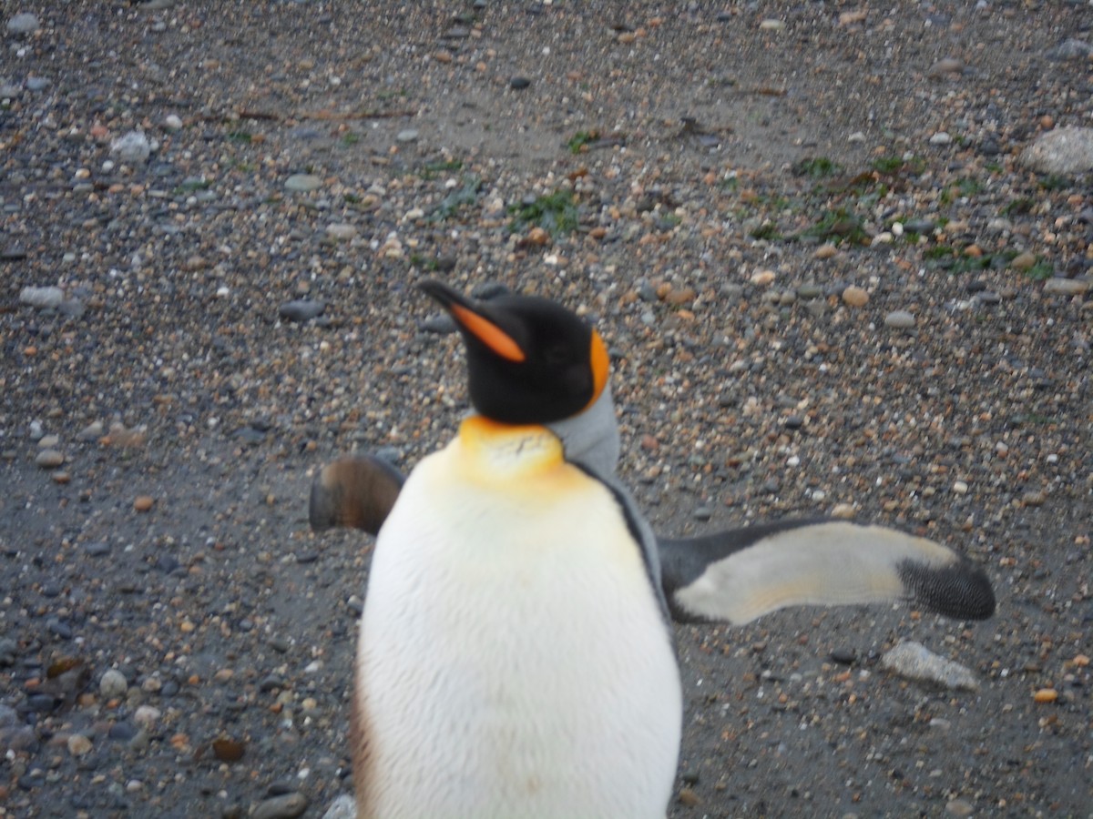 King Penguin - ML642015860