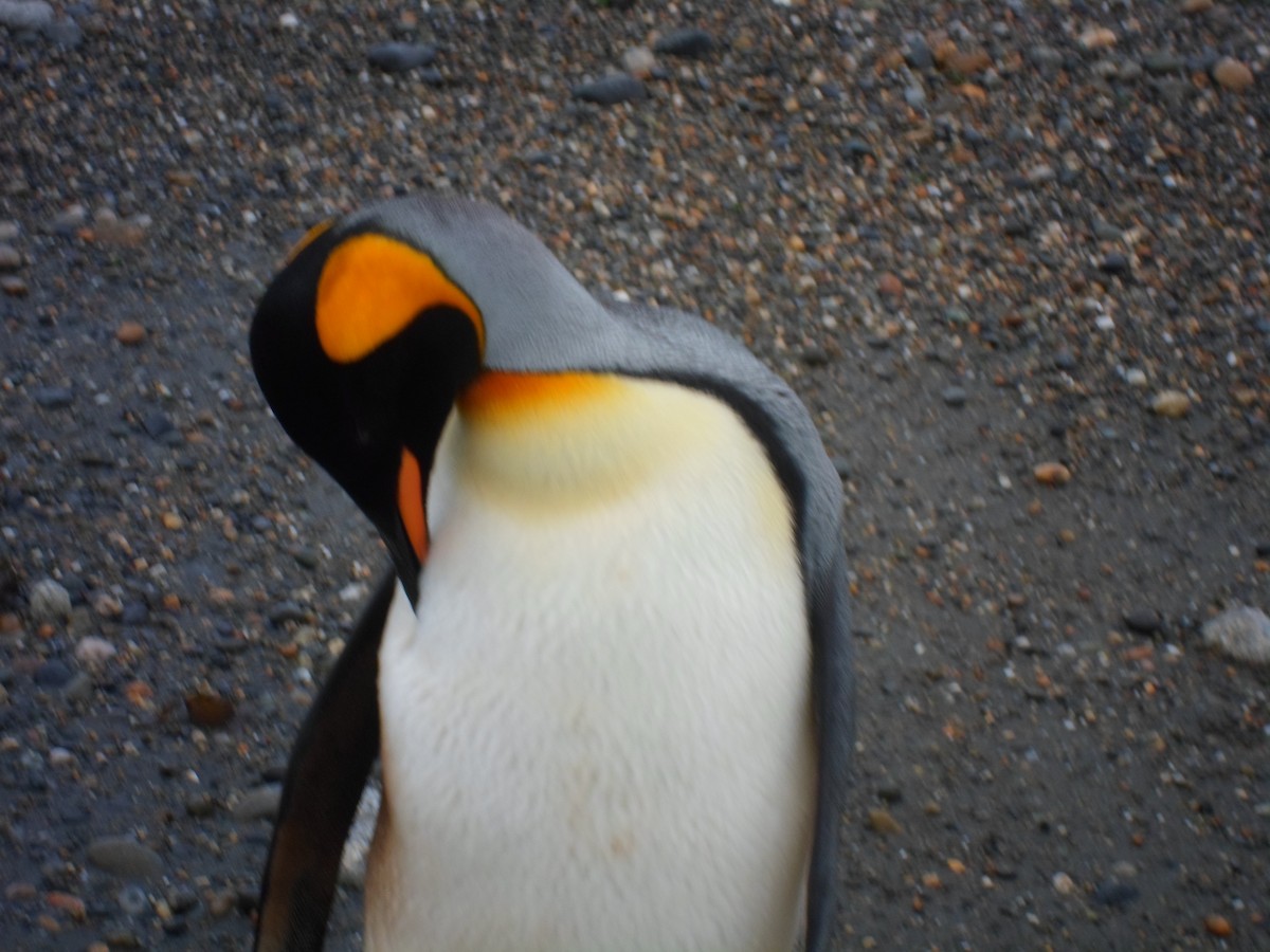 King Penguin - ML642015862
