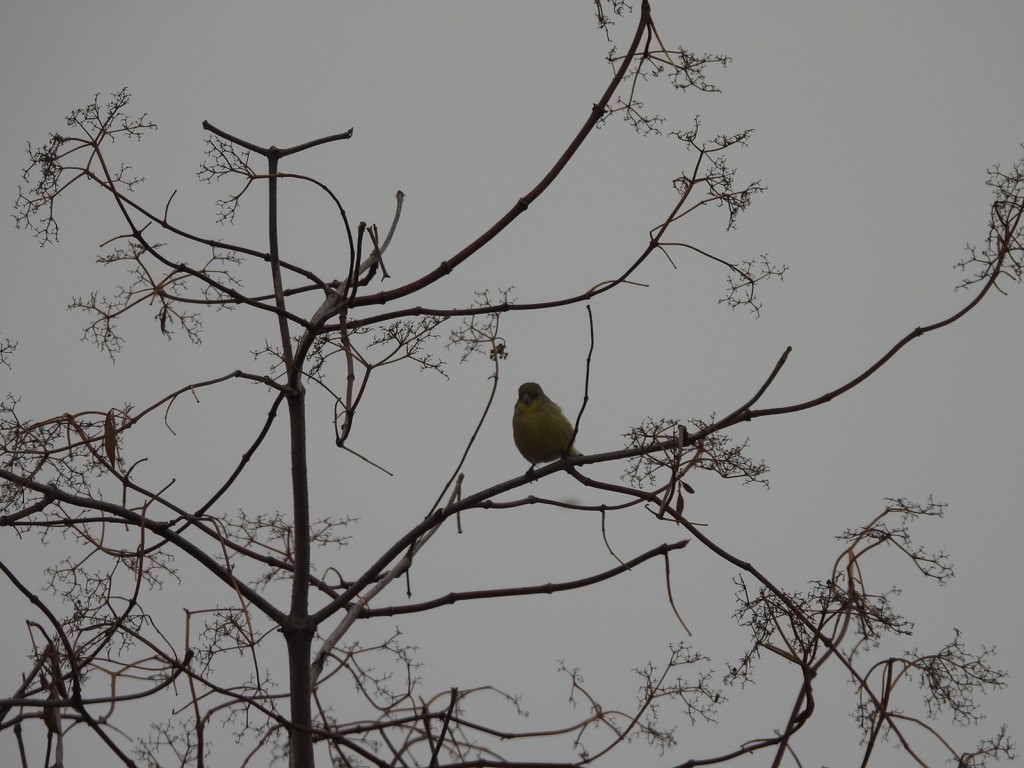 Lesser Goldfinch - ML642015863