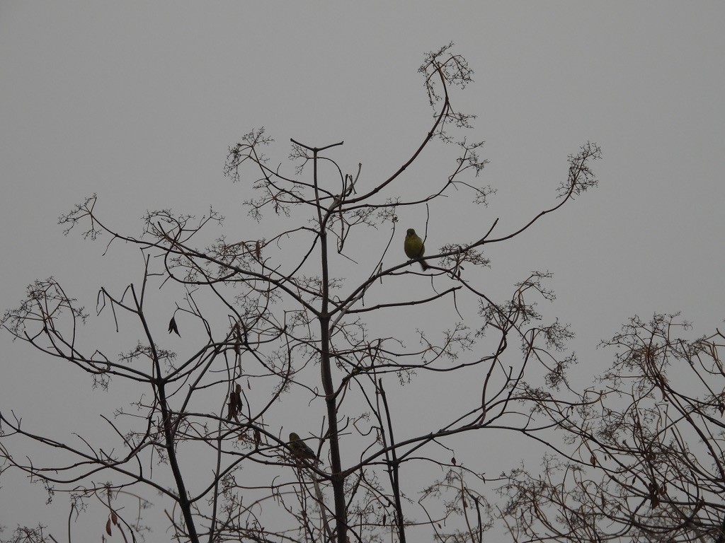 Lesser Goldfinch - ML642015864
