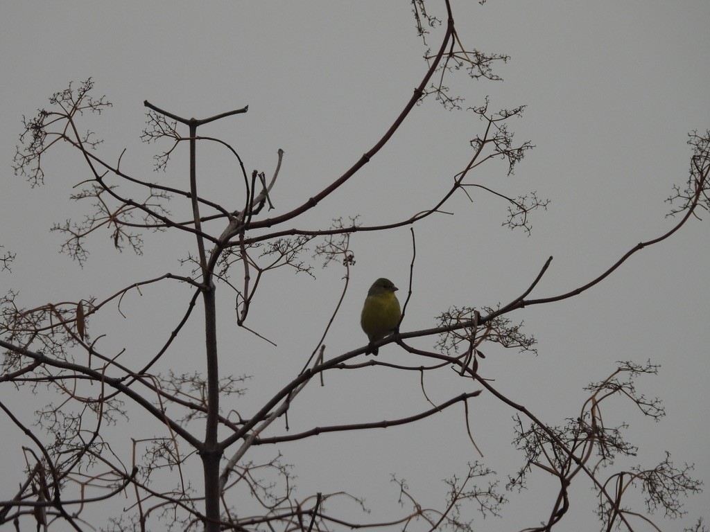 Lesser Goldfinch - ML642015865