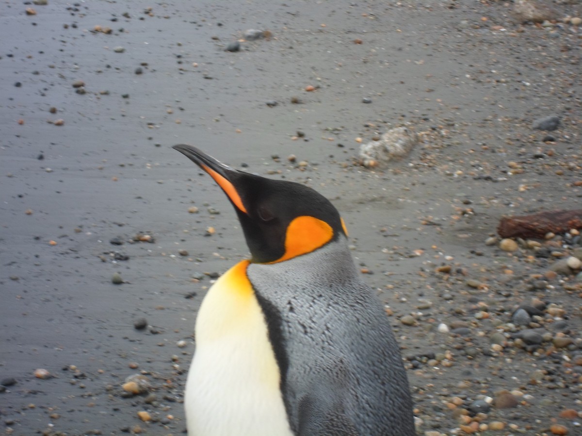 King Penguin - ML642015866