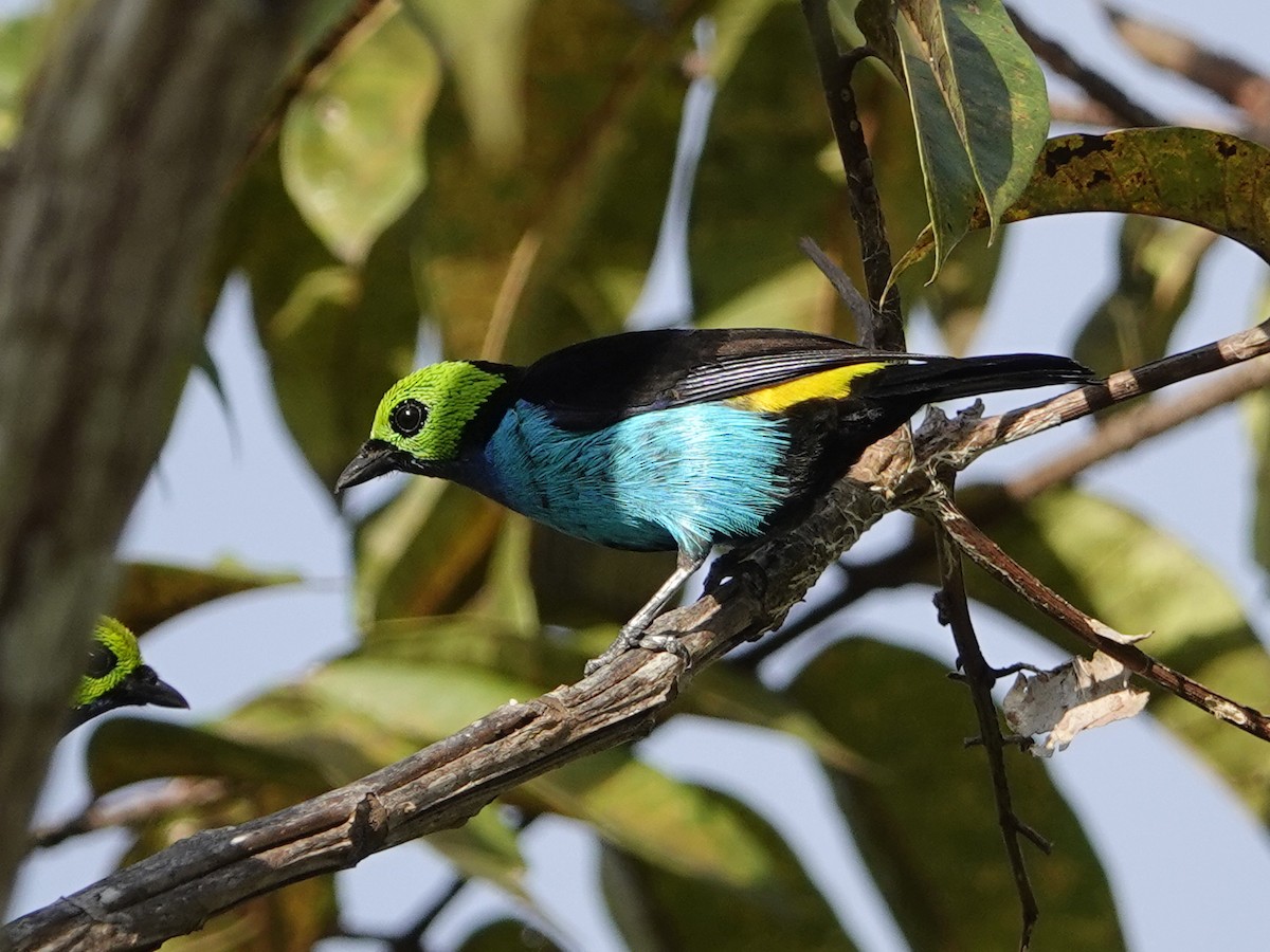 Paradise Tanager - ML642015870