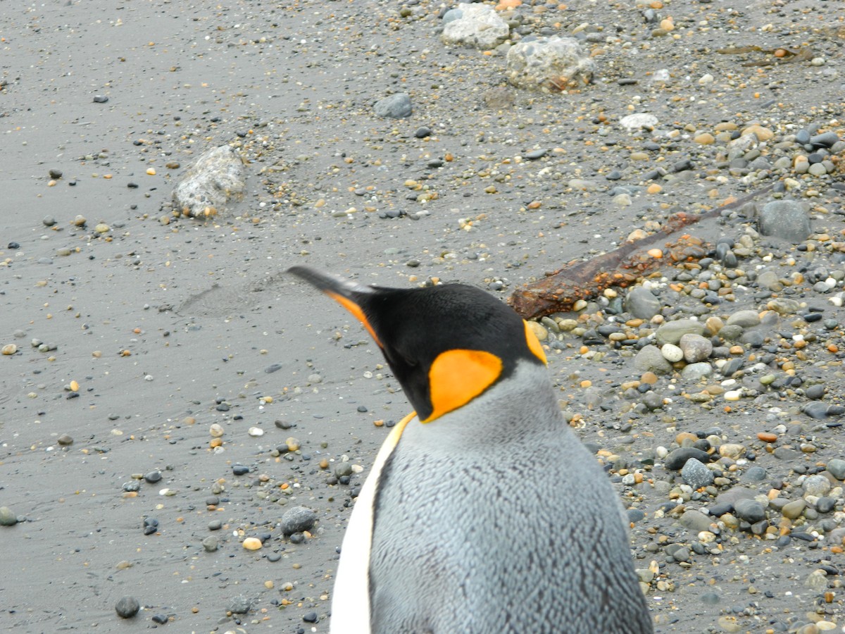 King Penguin - ML642015874